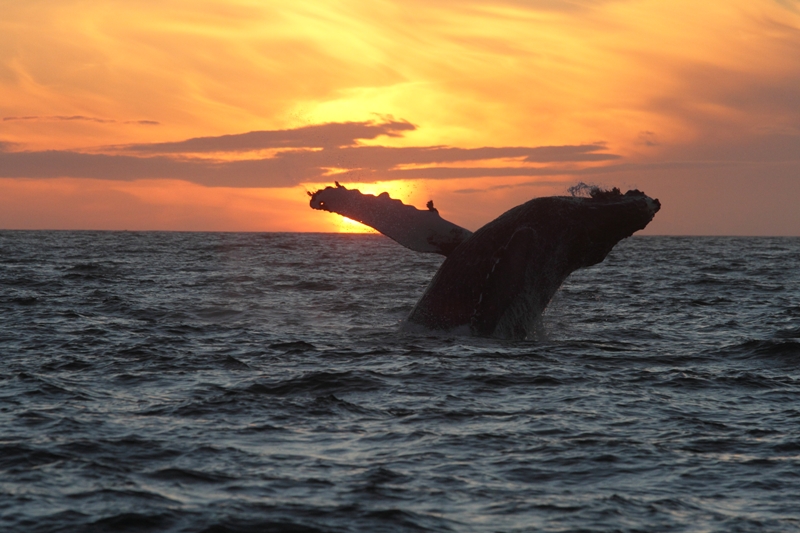 Камчатские киты приплывут в Москву отметить Всемирный день океанов